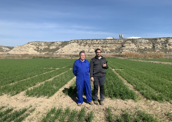 12.-Vista-ensayo-Tauste-14-2-2024