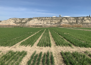 13.-Triticales-TCL369-Airoso-Rumboso-Valeroso-Bondadoso