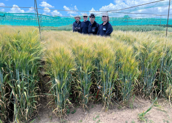 02.-Ensayos-de-Identificacion-de-trigo-duro