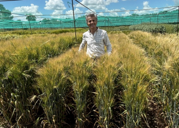 03.-Antonio-con-nueva-variedad-de-trigo-duro