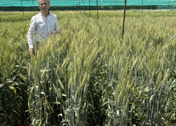 04.-Antonio-con-nueva-variedad-de-harinero-THA4290