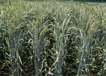 05.-Nueva-variedad-de-triticale