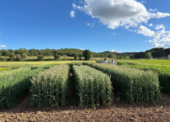 06.-Ensayos-de-triticale-en-AGROSA