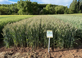 08.-SALEROSO-en-Guadalajara