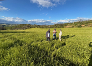 10.-Produccion-de-semilla-para-cubierta-vegetal-