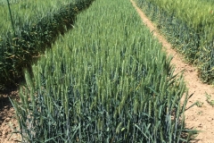 06.-Rota-en-Aranjuez