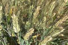 07.-Trigo-duro-raspinegro