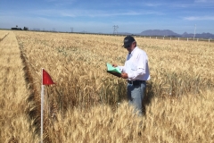 10.-Ensayos-de-triticale-en-riego-reducido