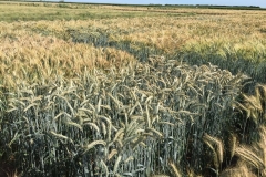 13.-Ensayos-triticale-en-riego-completo