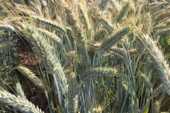 14.-Espigas-de-triticale