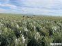 CIMMYT 2023