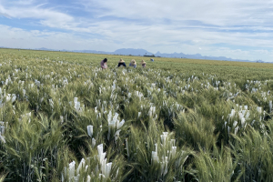 01.-Cruzamientos-de-mejora