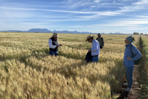 12.-Vista-al-progrma-de-trigo-duro