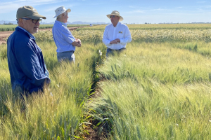 14.-Mejoradores-de-trigo-duro