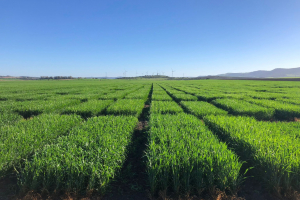 01.-Ensayos-en-marzo