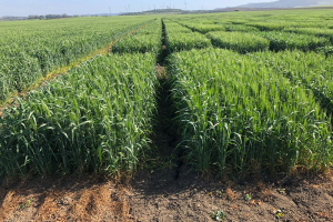 02.-Ensayos-de-Conil-30-de-marzo