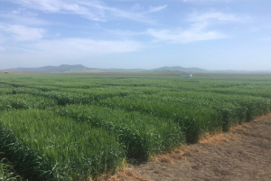 03.-Ensayos-de-duros-en-Conil-