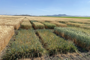 05.-Variedades-de-ciclo-muy-largo