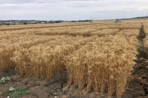 07.Cosecha-de-ensayos-en-Conil