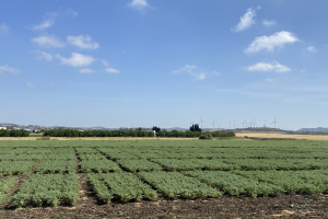 08.-Ensayos-de-garbanzos