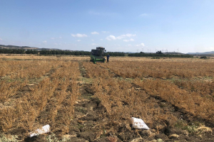 09.-Cosecha-de-ensayos-de-garbanzo