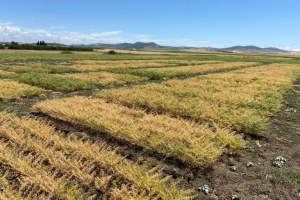 10.Ensayo-de-garbanzo-madurando