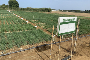 11.-Contraestacion-en-julio