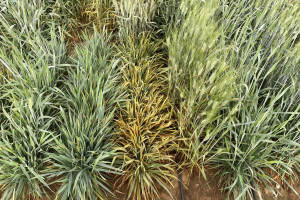 13.-Amilcar-Athoris-Euroduro-Don-Ricardo