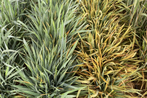 14.-Amilcar-y-Athoris-2023