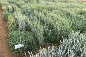 15.-Test-roya-tallo-duros-2023