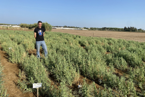 18.-Vivero-de-guisante-en-agosto