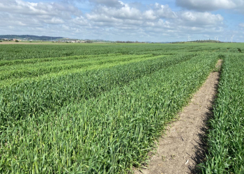 01.-Bandas-en-febrero-en-Conil