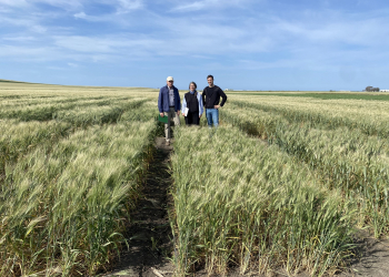 03.-Ensayos-del-IRTA-en-Conil