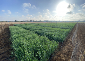 06.-Contraestacion-trigos