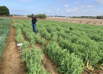 08.-Contraestacion-guisantes