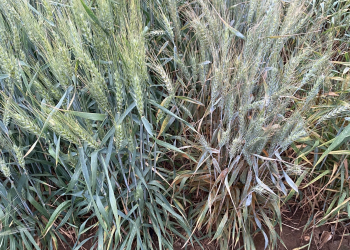 11.Variedad-resistente-junto-a-susceptible