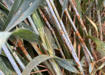 12.-Variedad-susceptible