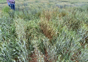 14.-Evaluando-roya-del-tallo