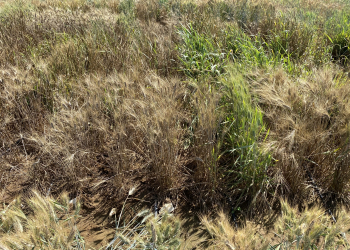 17.-Diferencias-entre-resistentes-y-susceptibles