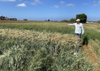 18.-Triticale-casi-maduro