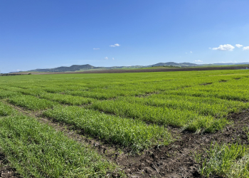 03.-Conil-ensayos-nascencia