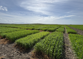 05.-Ensayos-en-encanado