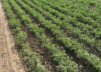 06.-Produccion-de-garbanzo-ITUCI