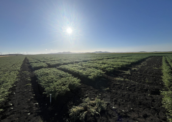 07.-Conil-ensayos-garbanzo-floracion-1