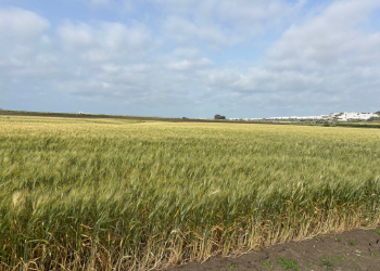 09.-Produccion-de-DON-RICARDO