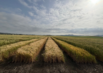 11.-Bandas-de-cebada