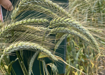 14.-Espigas-de-triticale