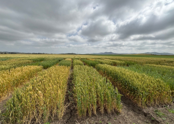 15.-Ensayo-variedade-IRTA