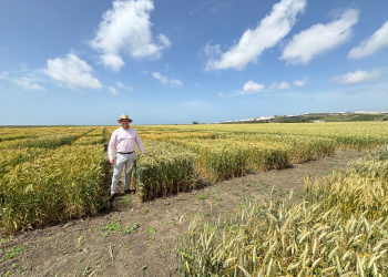 16.-Ensayos-madurando