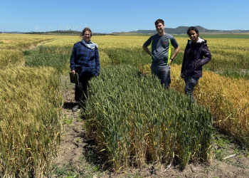 19.-Buena-variedad-de-ciclo-largo
